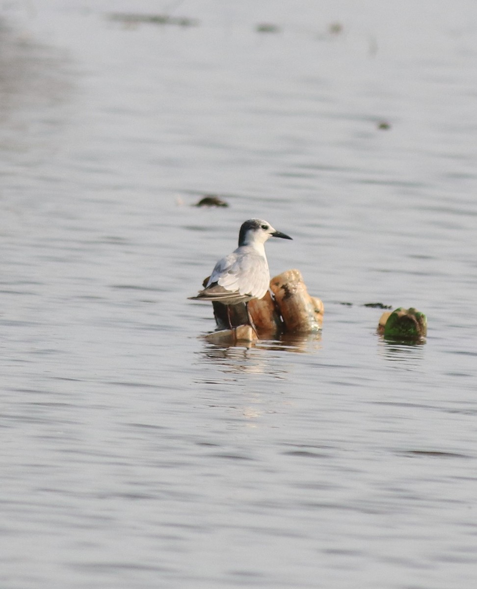 Whiskered Tern - ML620596159