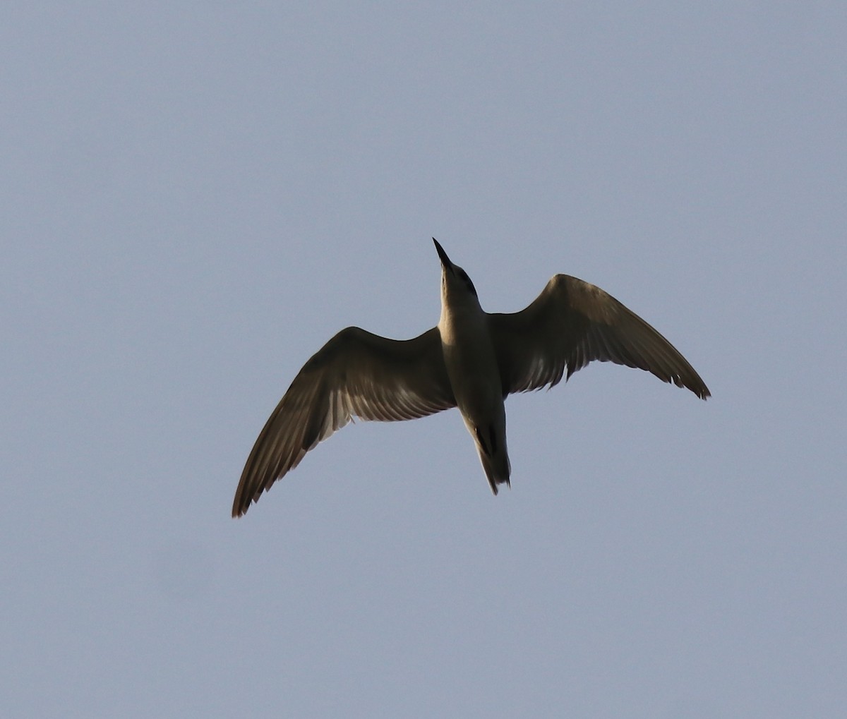 Whiskered Tern - ML620596160