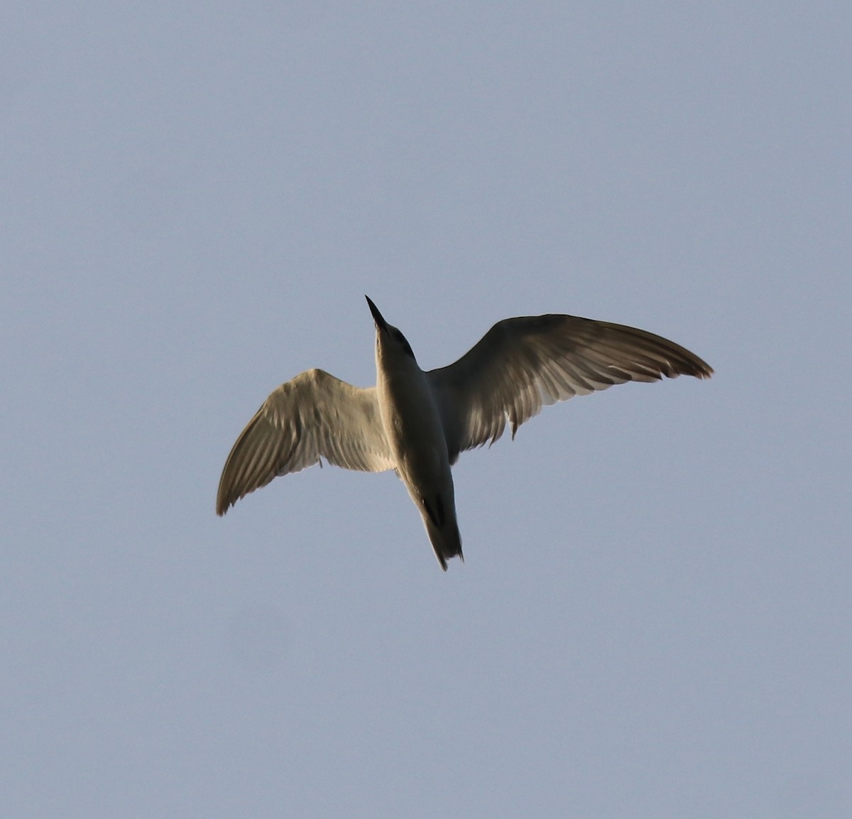 Whiskered Tern - ML620596162