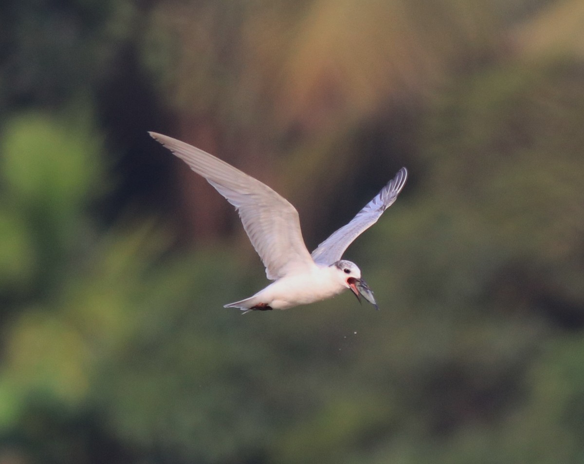 Whiskered Tern - ML620596163