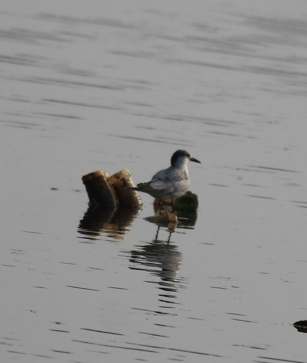 Whiskered Tern - ML620596165