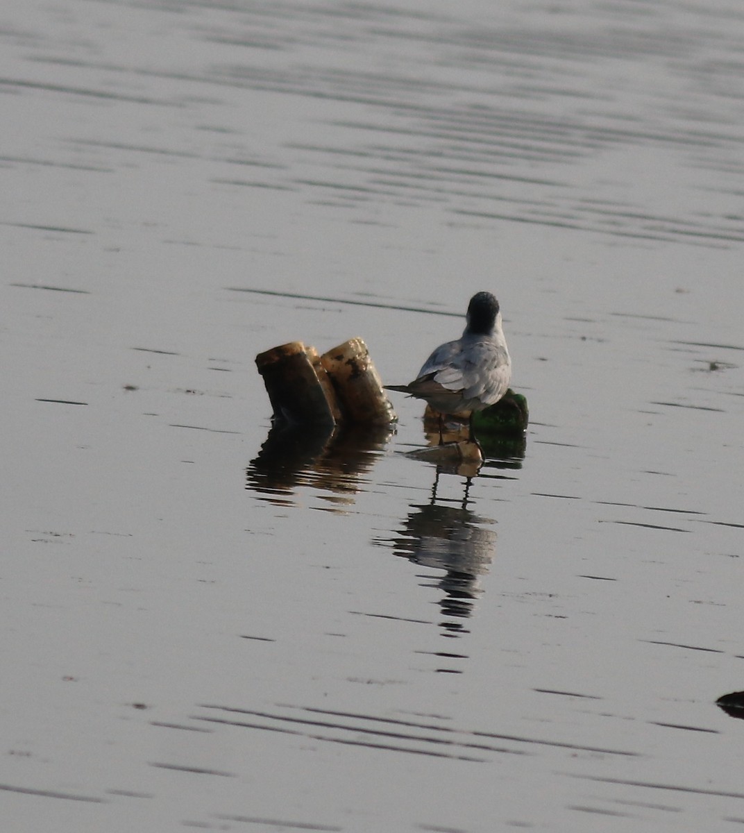 Whiskered Tern - ML620596166