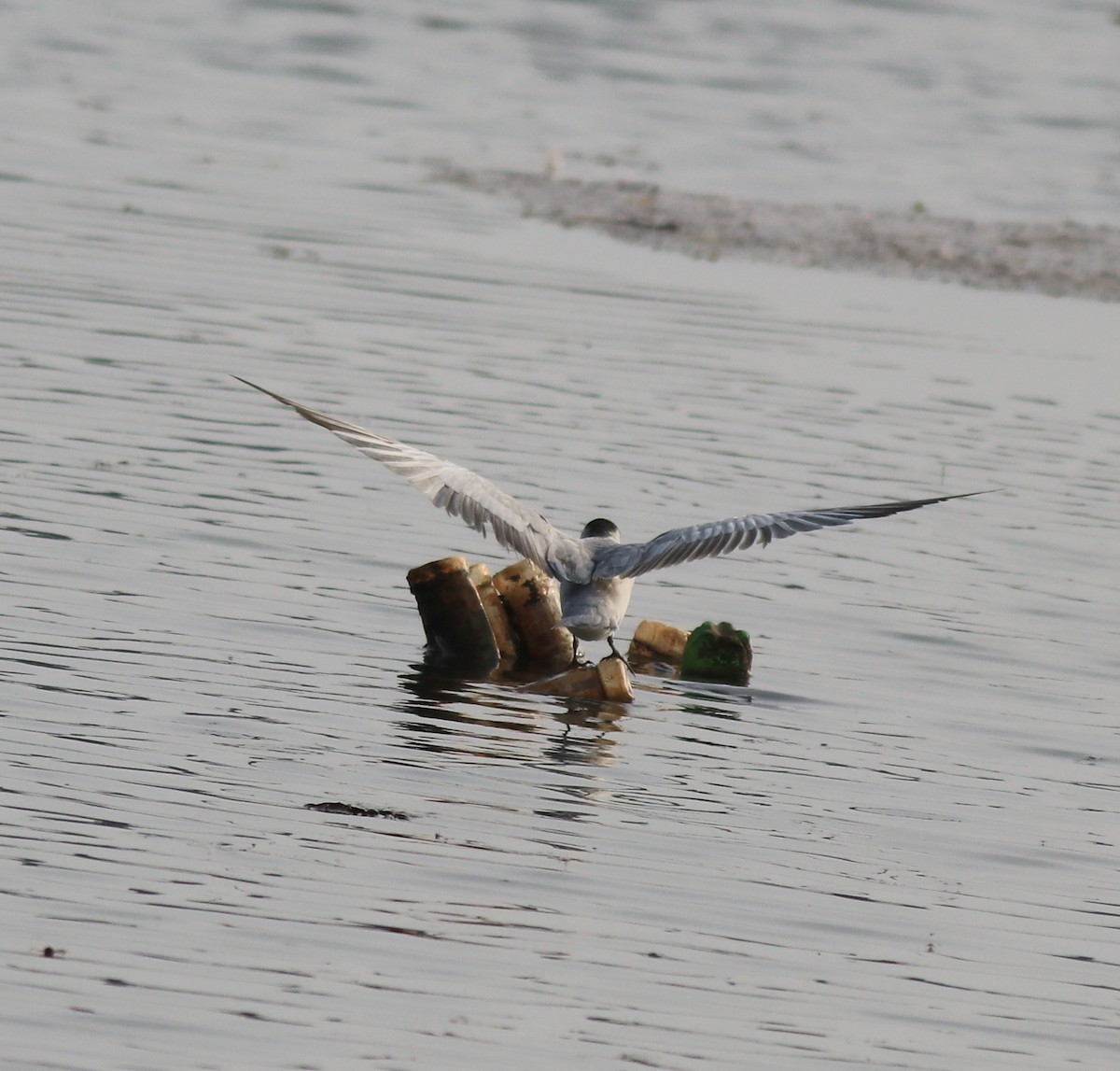 Whiskered Tern - ML620596171