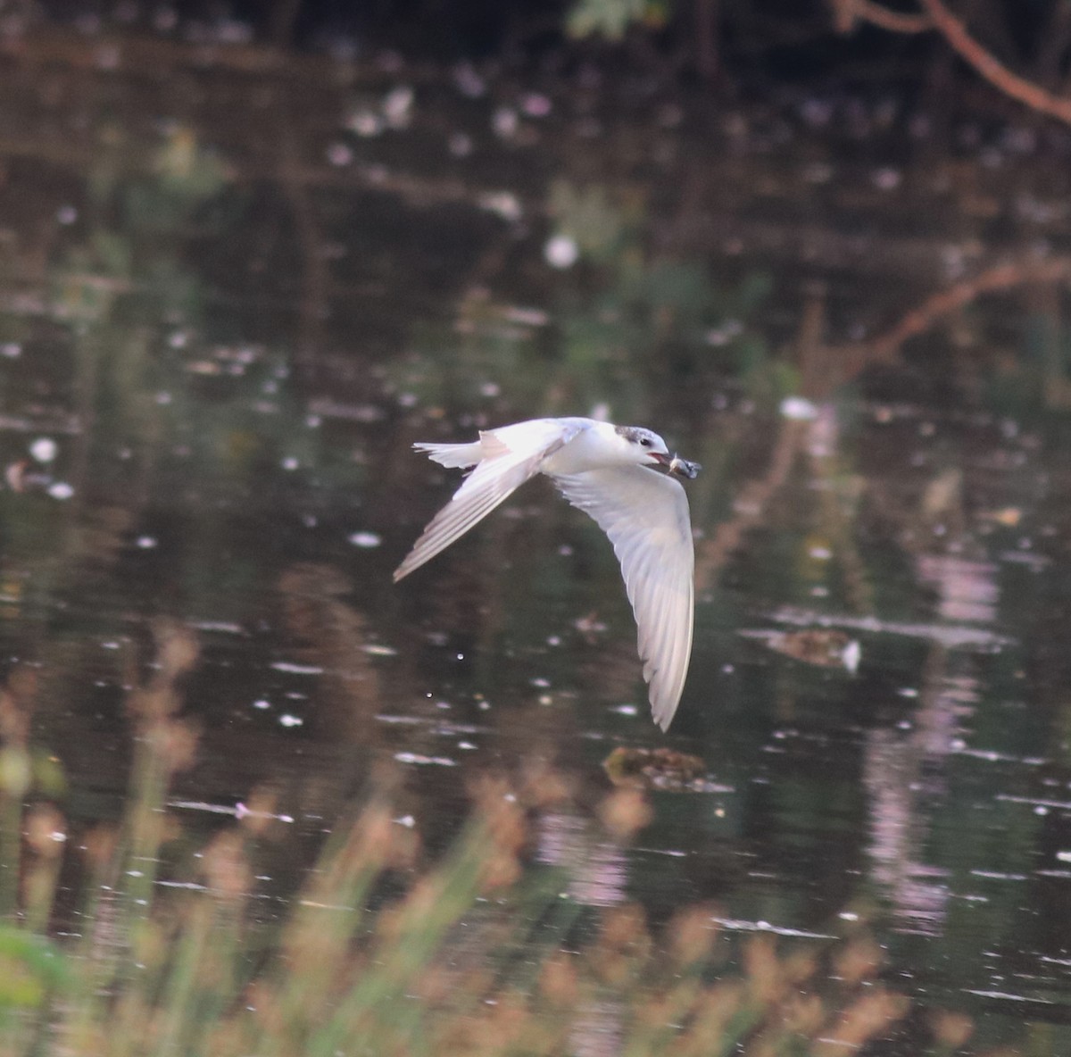 Whiskered Tern - ML620596173