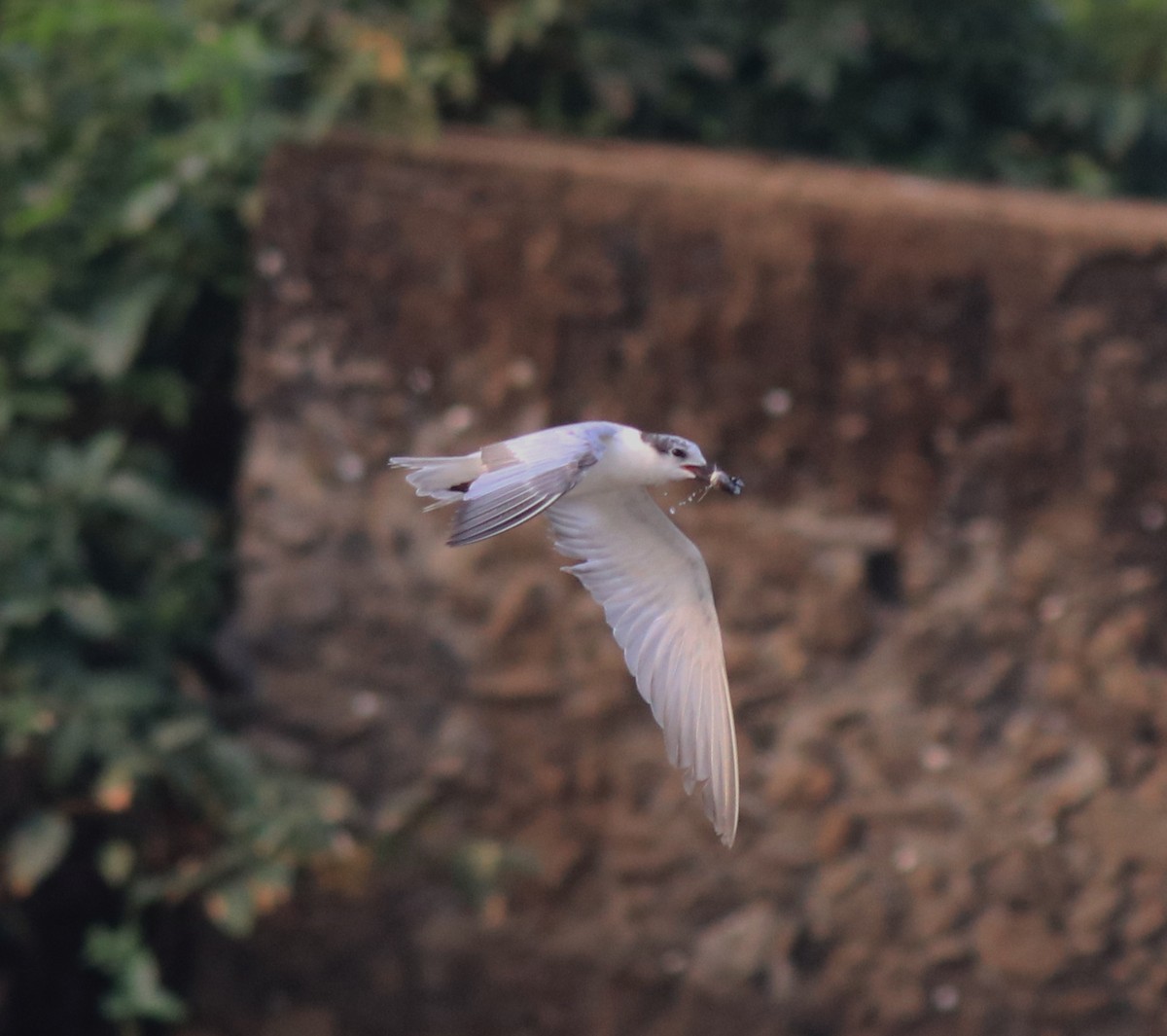 Whiskered Tern - ML620596174