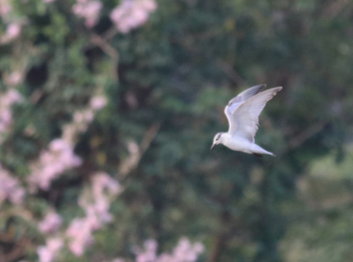 Whiskered Tern - ML620596175