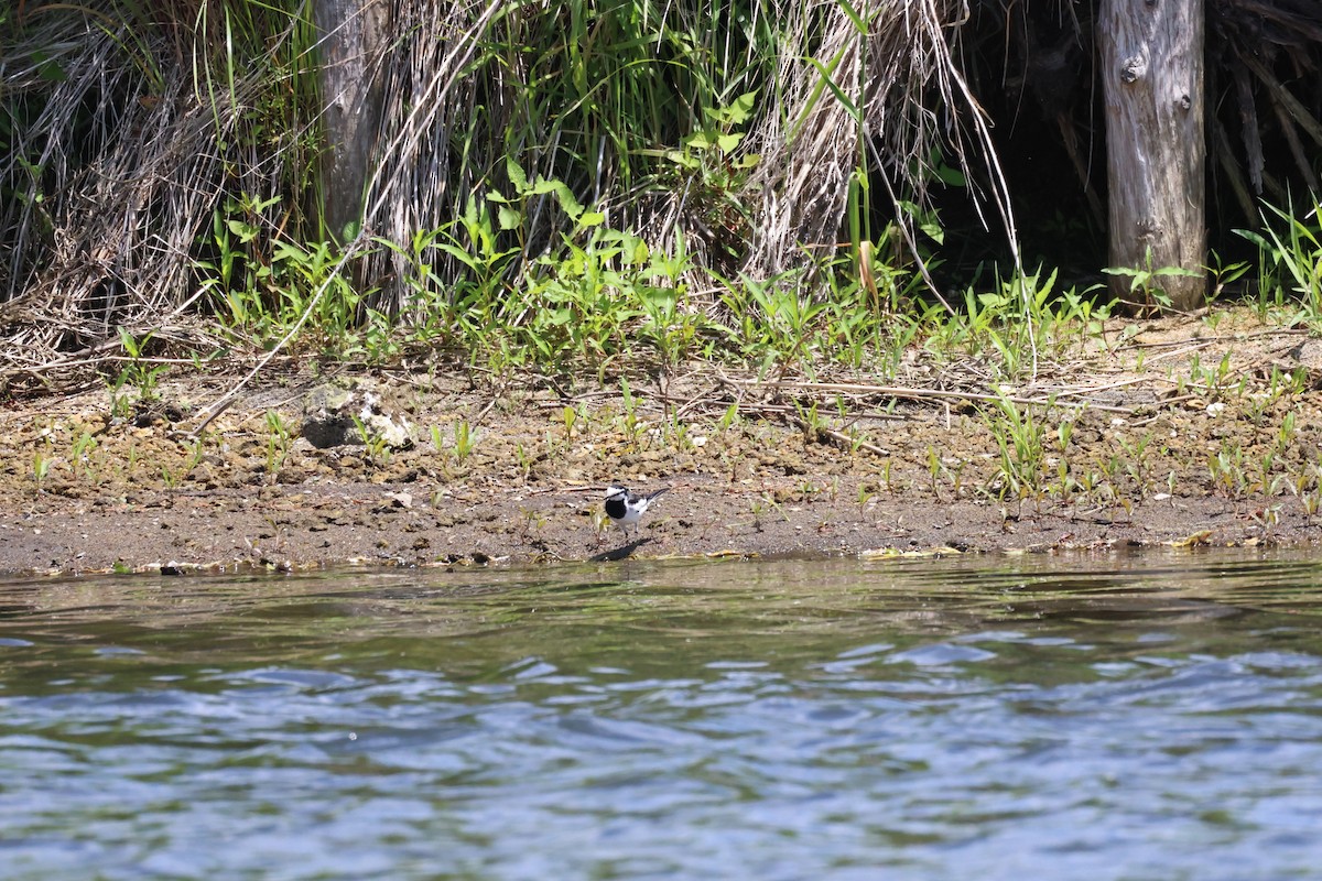 White Wagtail - ML620596179