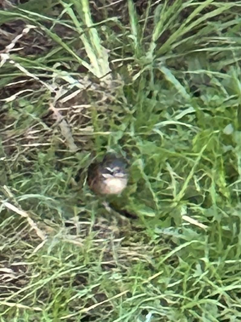 White-browed Scrubwren - ML620596181