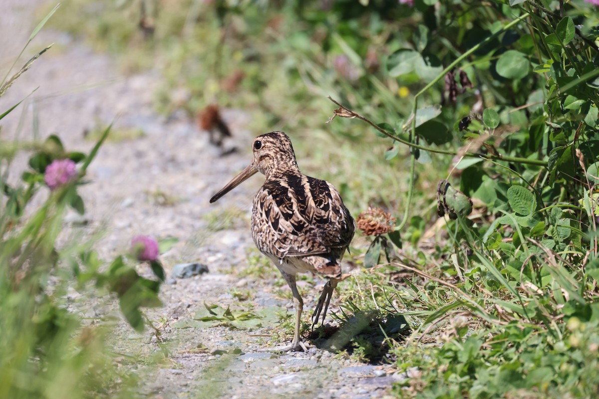 Latham's Snipe - ML620596185