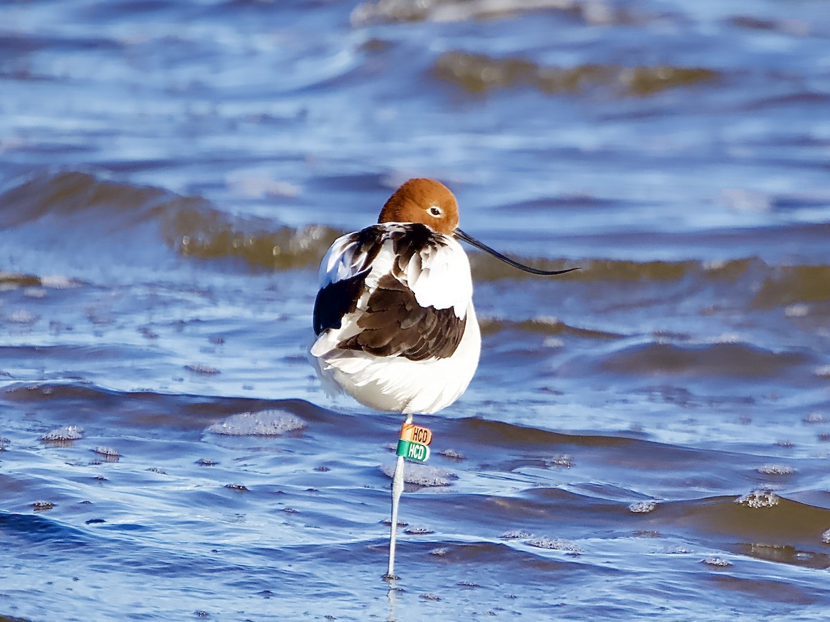 Red-necked Avocet - ML620596188