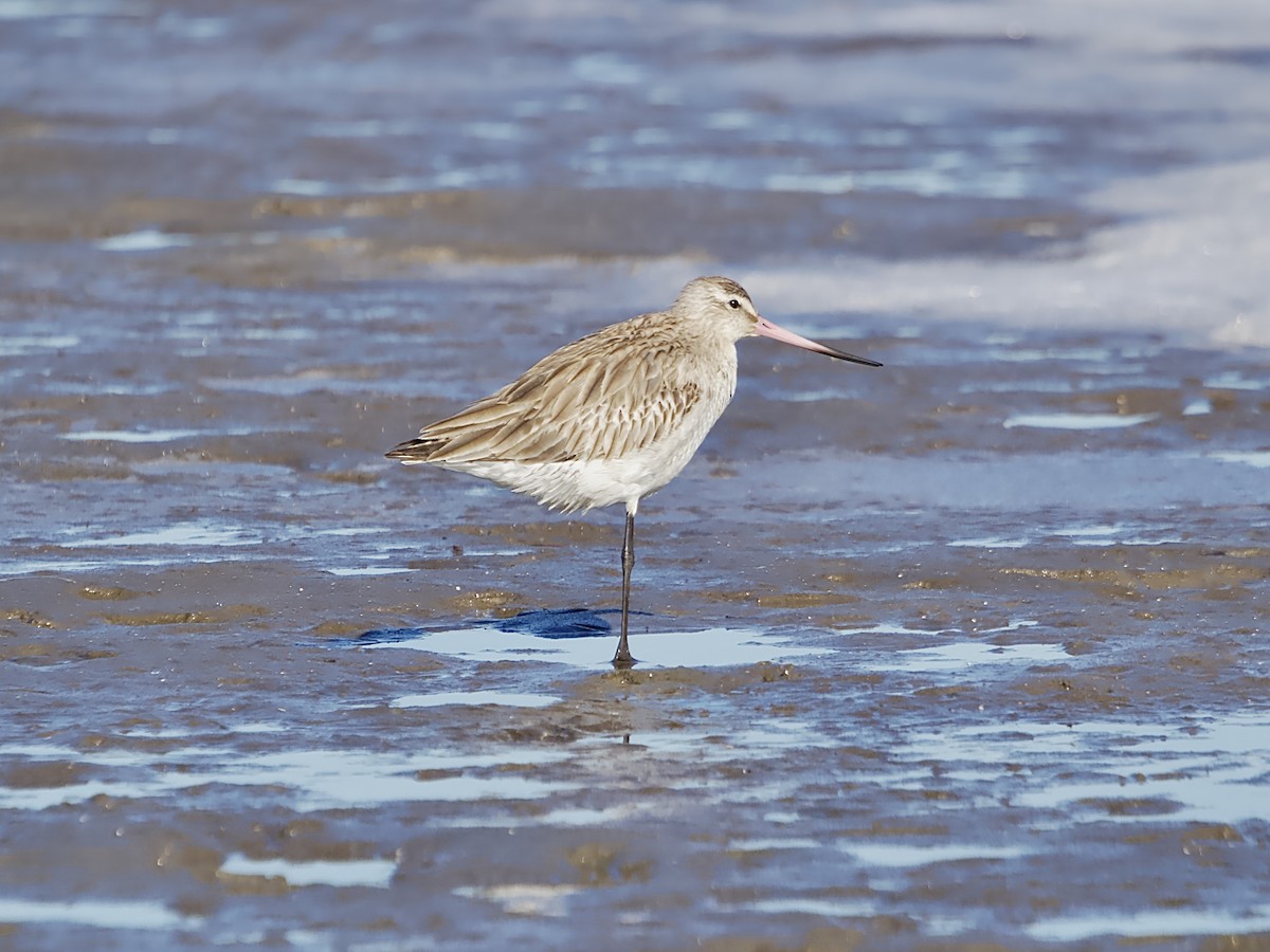 Bar-tailed Godwit - ML620596190