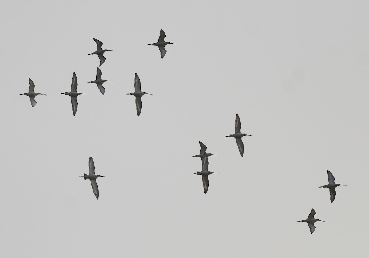 Black-tailed Godwit - ML620596197