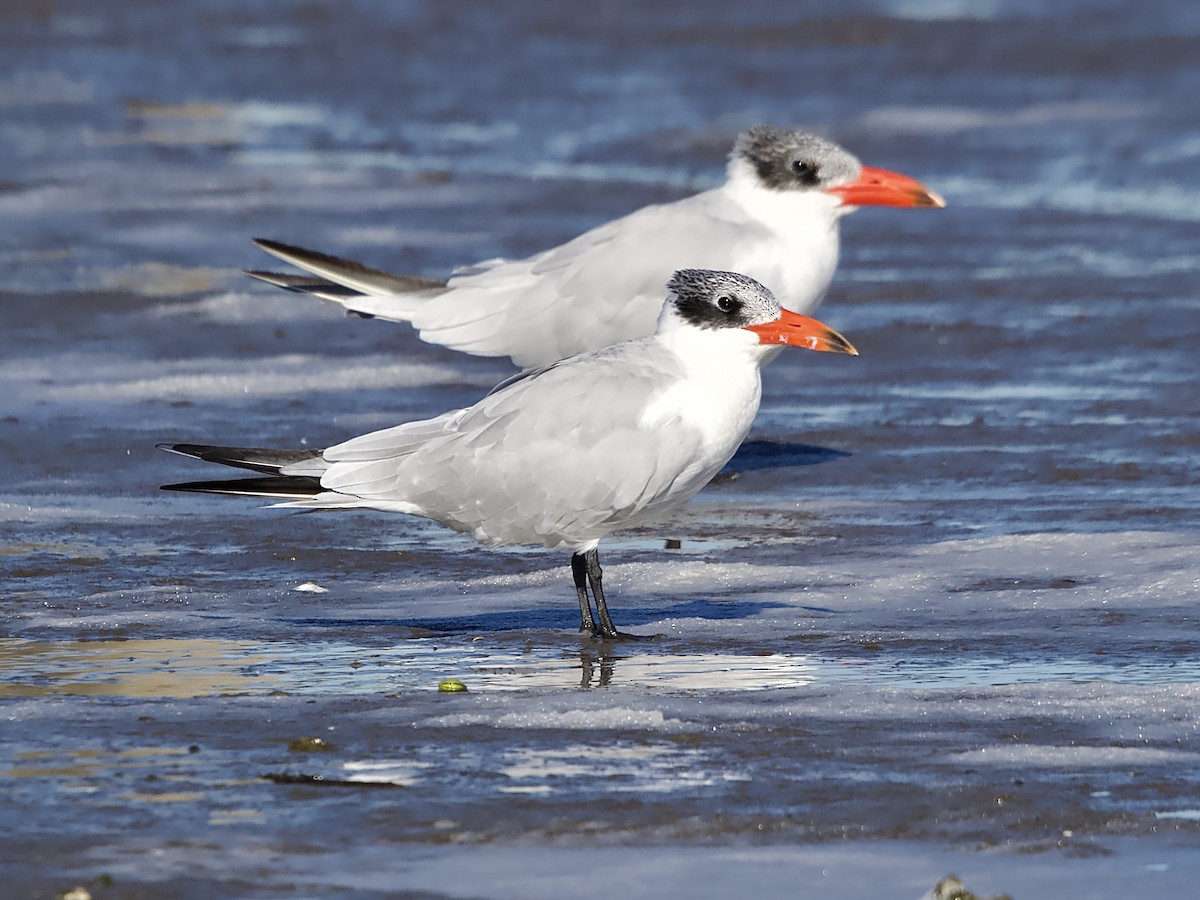 Caspian Tern - ML620596199