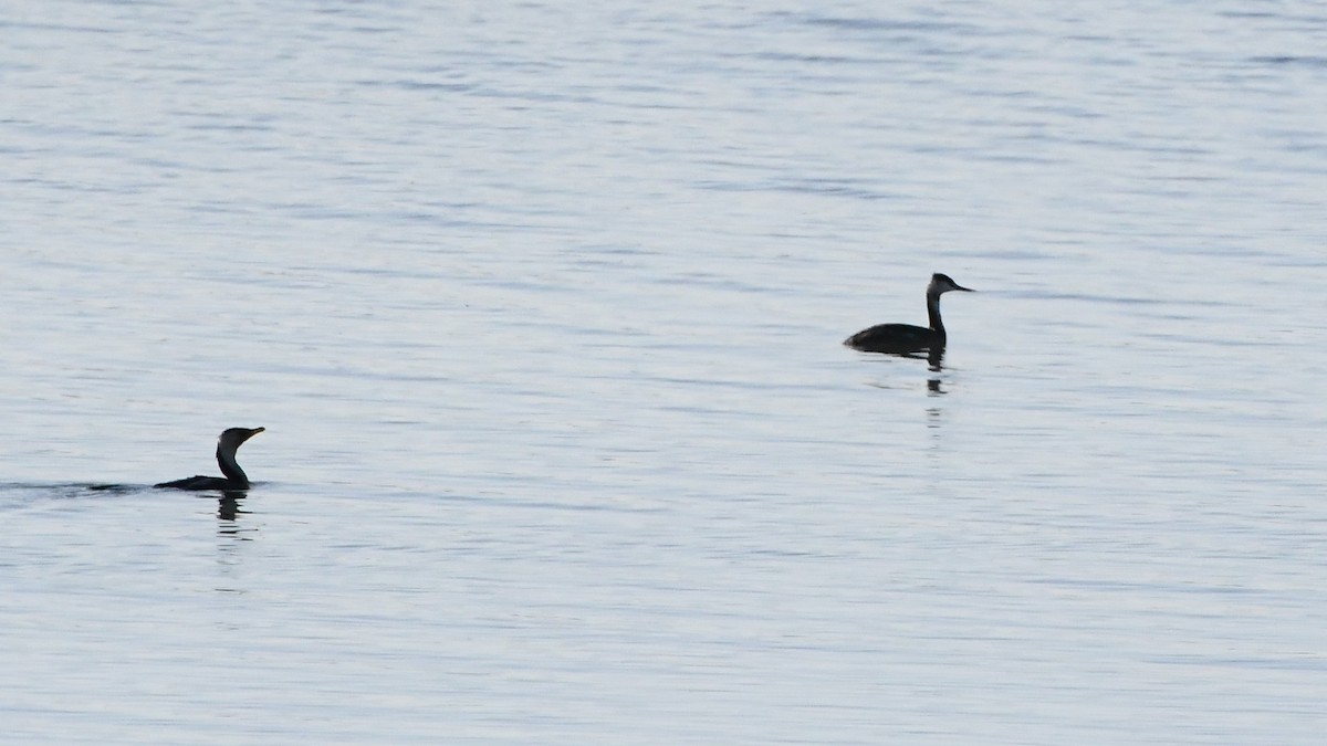 Great Crested Grebe - ML620596200