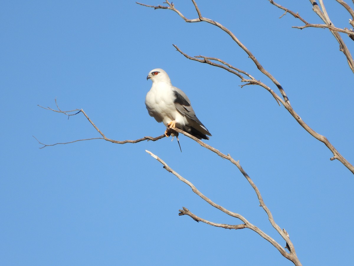 Black-shouldered Kite - ML620596201