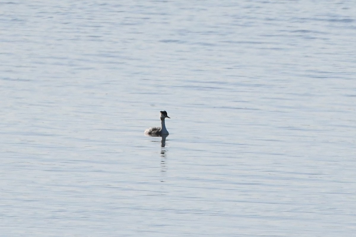 Great Crested Grebe - ML620596202