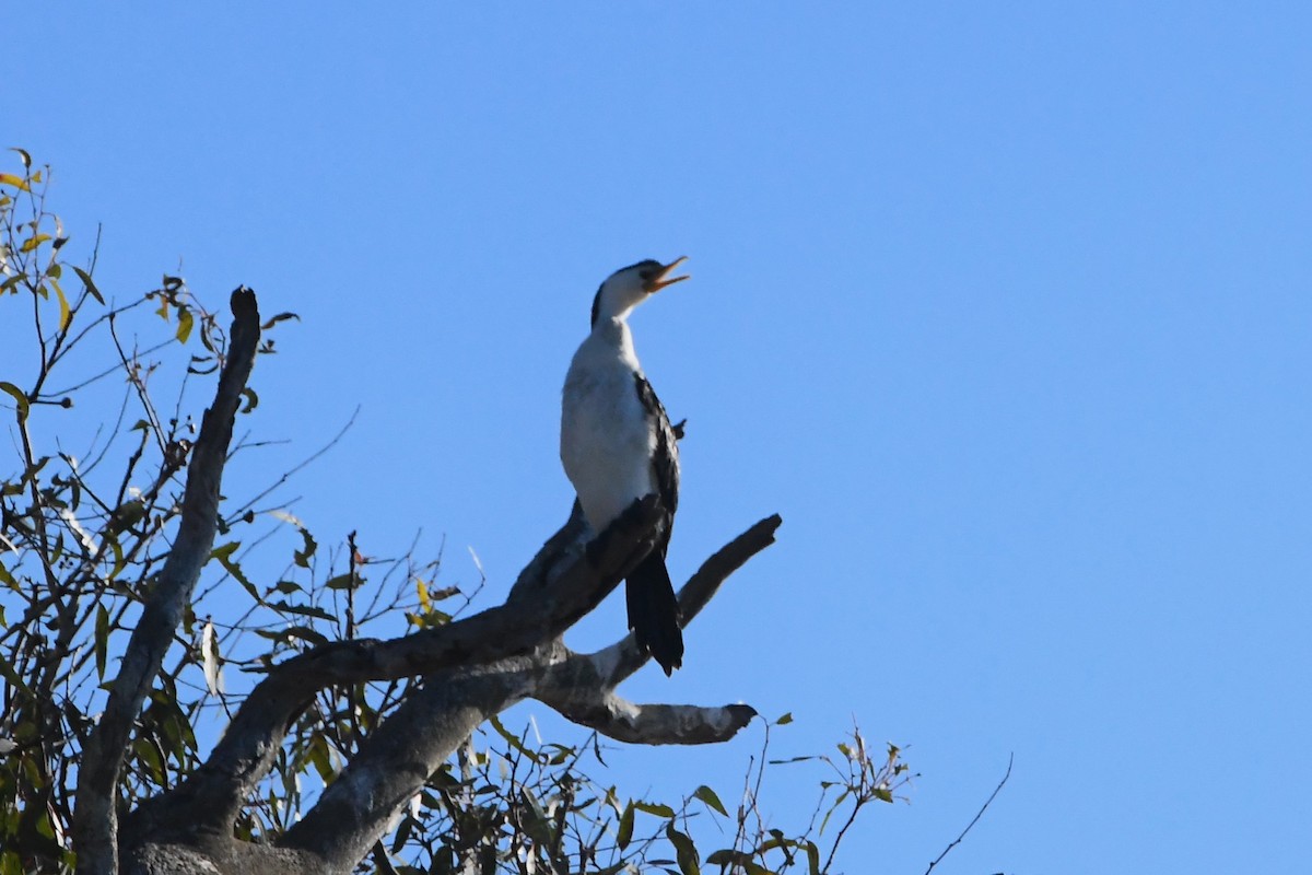 Little Pied Cormorant - ML620596206