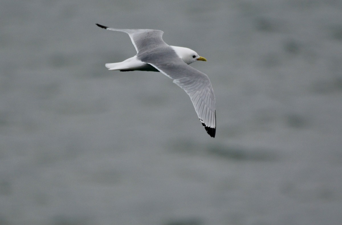 Black-legged Kittiwake - ML620596209