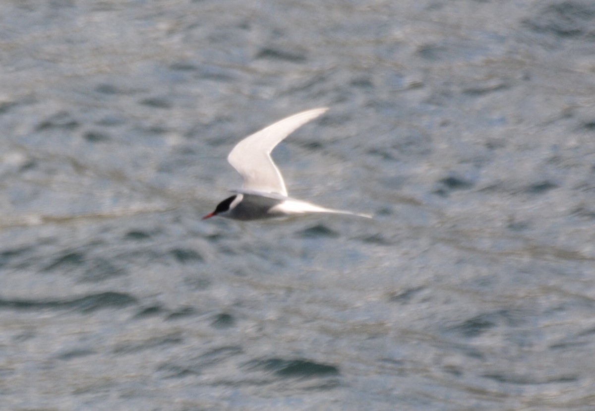Arctic Tern - ML620596212