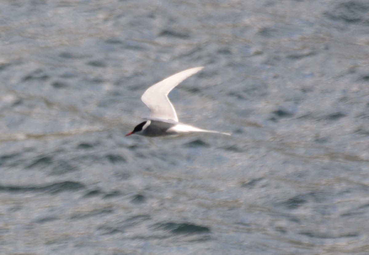 Arctic Tern - Anonymous