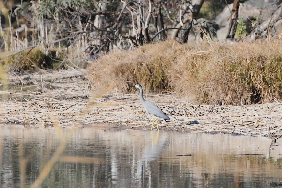 White-faced Heron - ML620596213