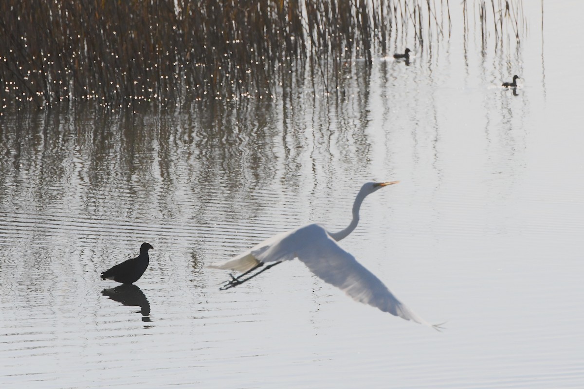 Great Egret - ML620596214