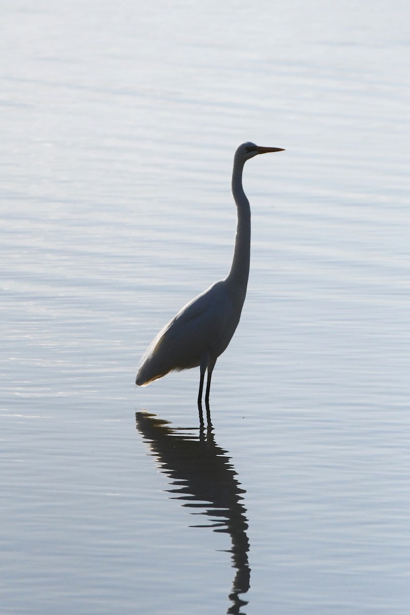 Great Egret - ML620596217