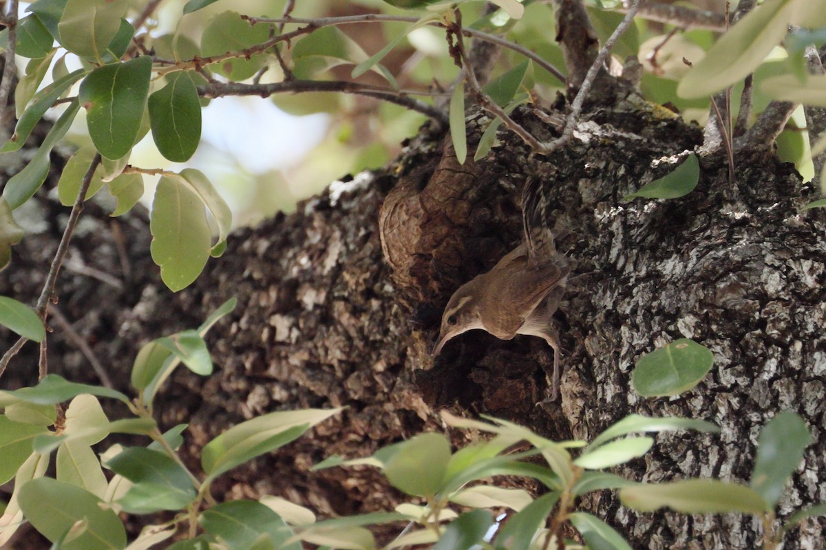 Bewick's Wren - ML620596219