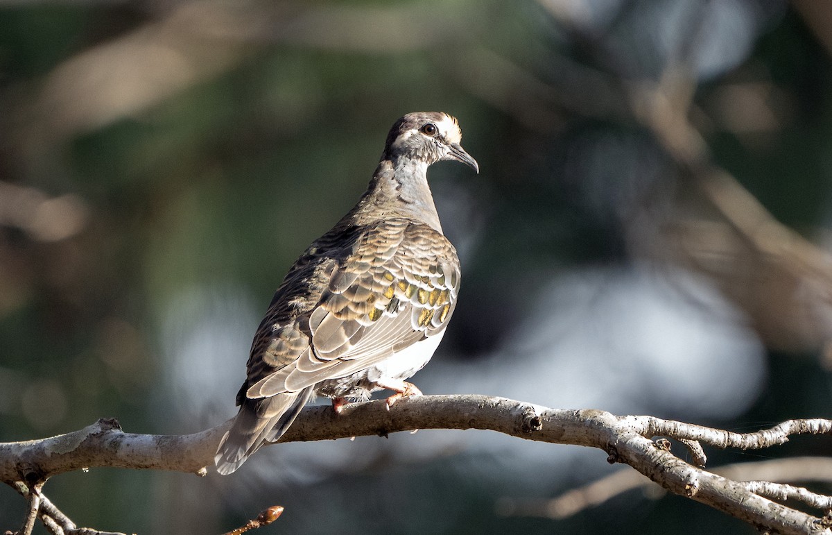 Common Bronzewing - ML620596223