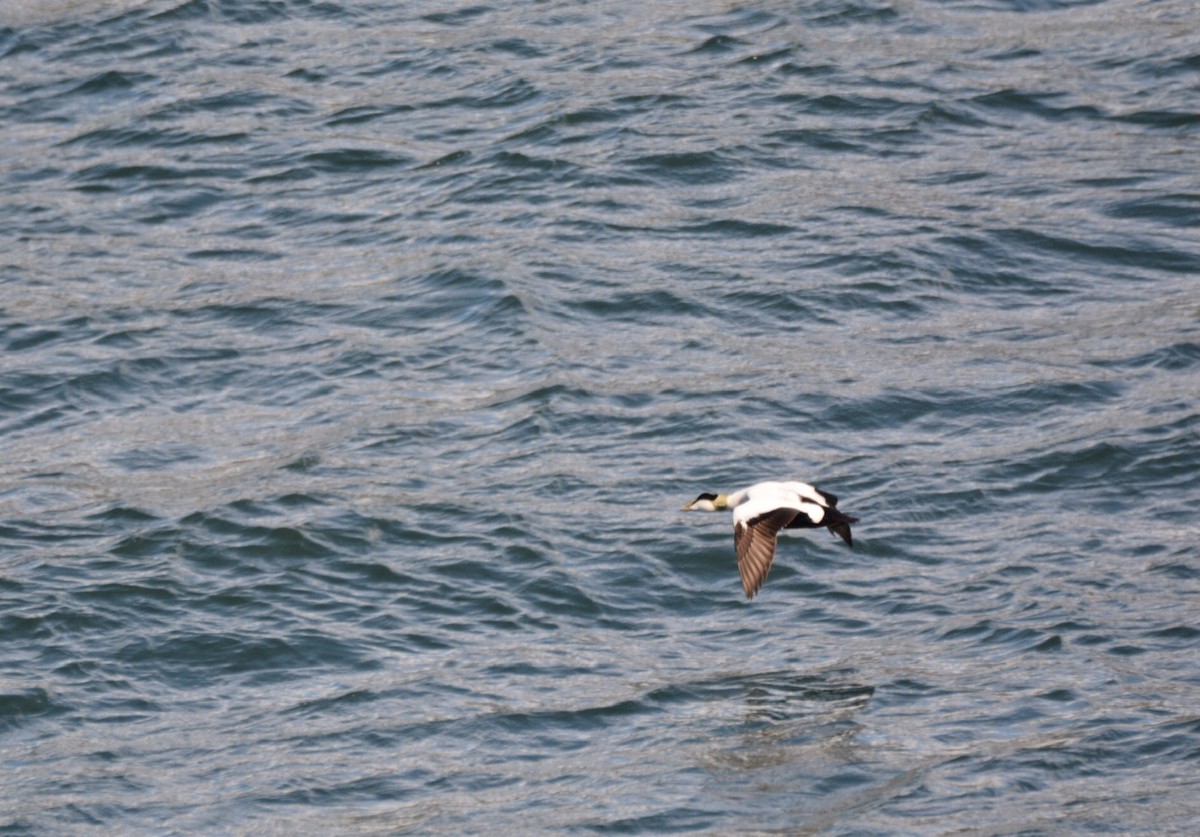 Common Eider - ML620596225