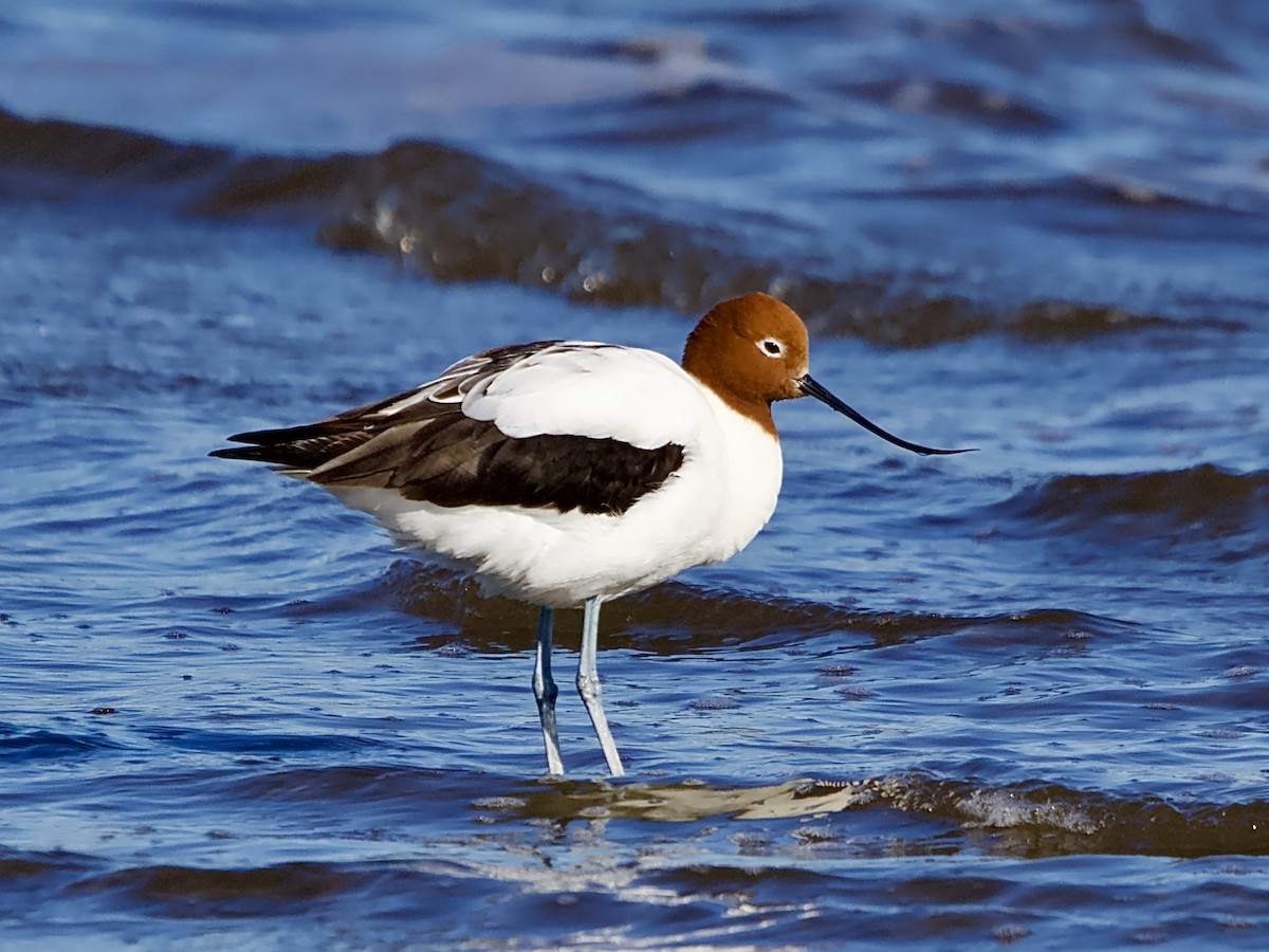 Red-necked Avocet - ML620596227