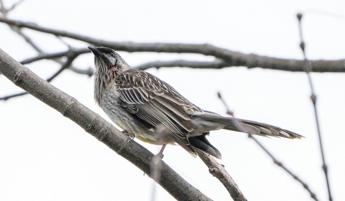 Red Wattlebird - ML620596228