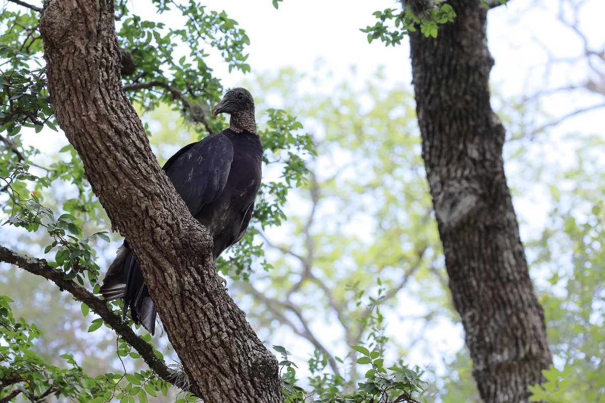 Black Vulture - ML620596231