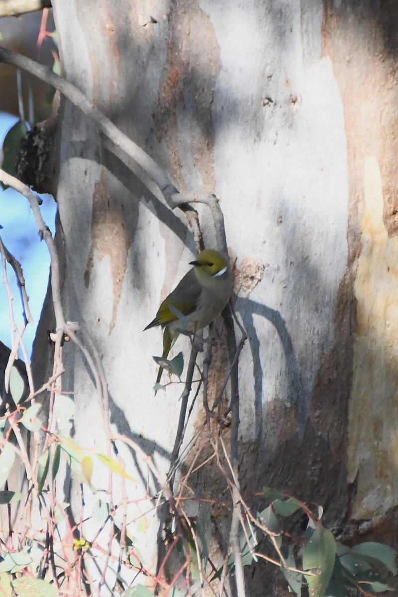 White-plumed Honeyeater - ML620596234