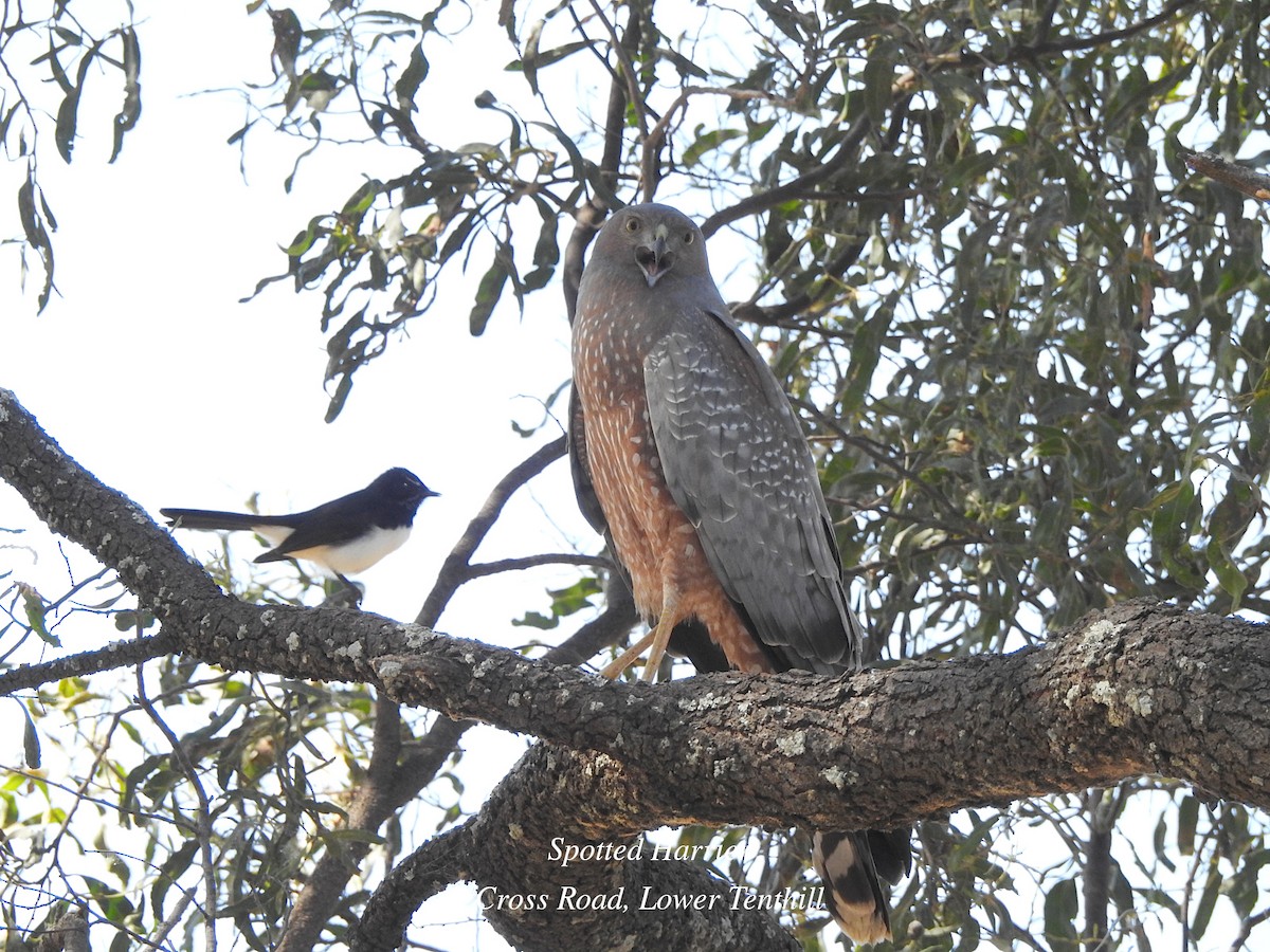 Spotted Harrier - ML620596235