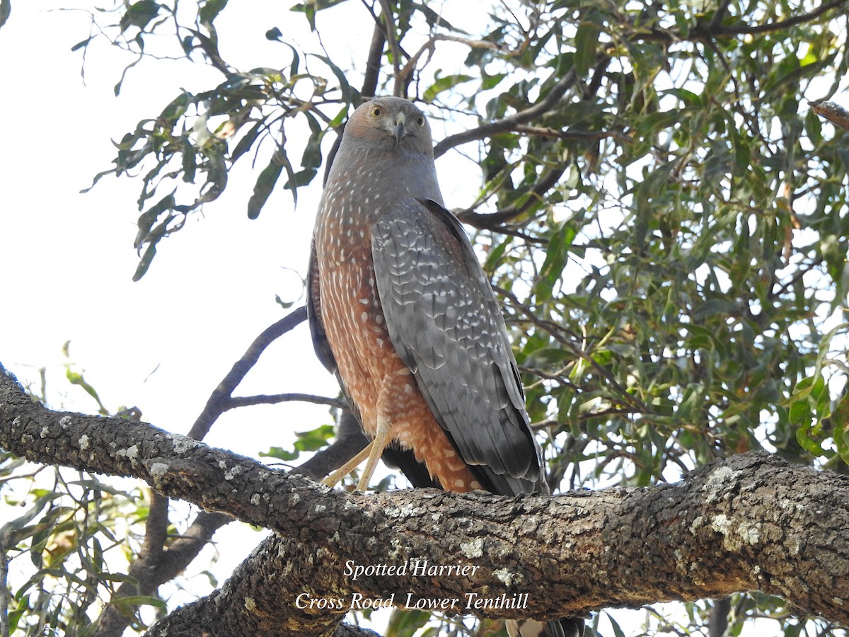 Aguilucho Moteado - ML620596236