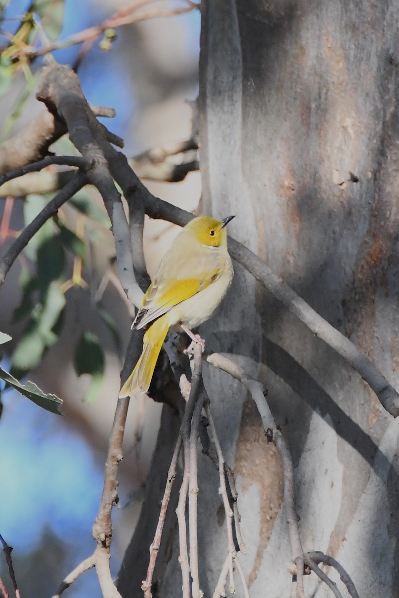 White-plumed Honeyeater - ML620596237