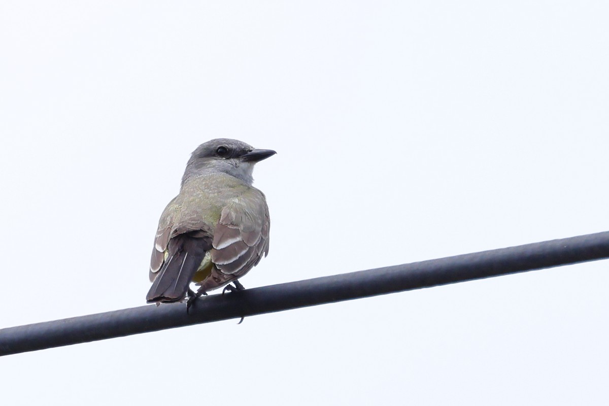 Western Kingbird - ML620596238