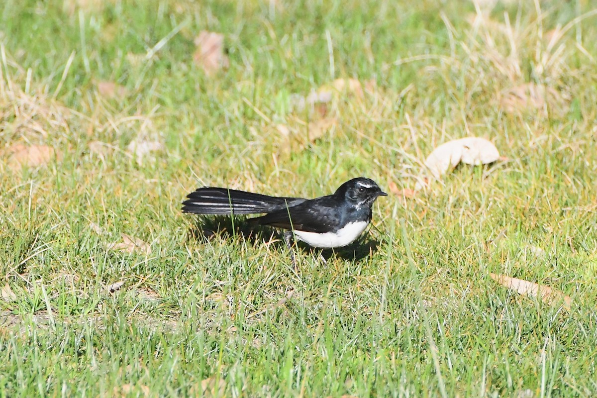 Willie-wagtail - ML620596239