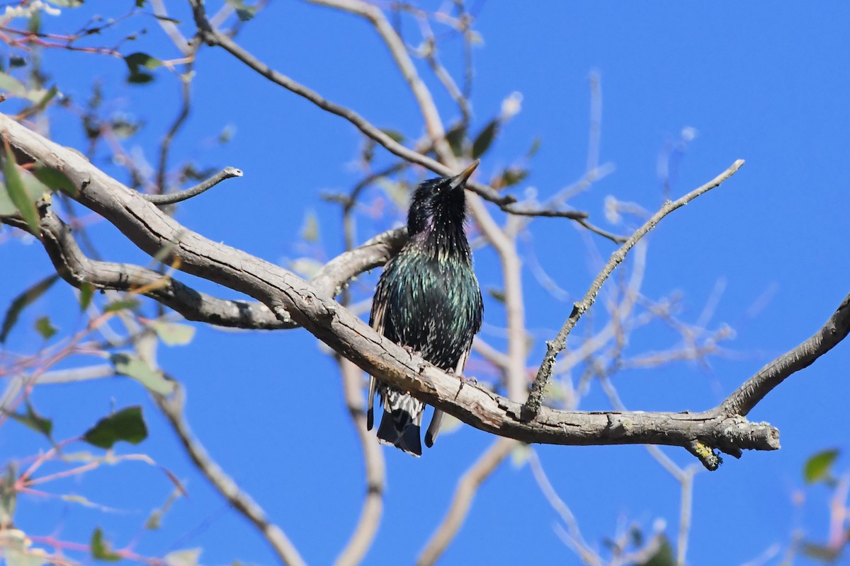 European Starling - ML620596241