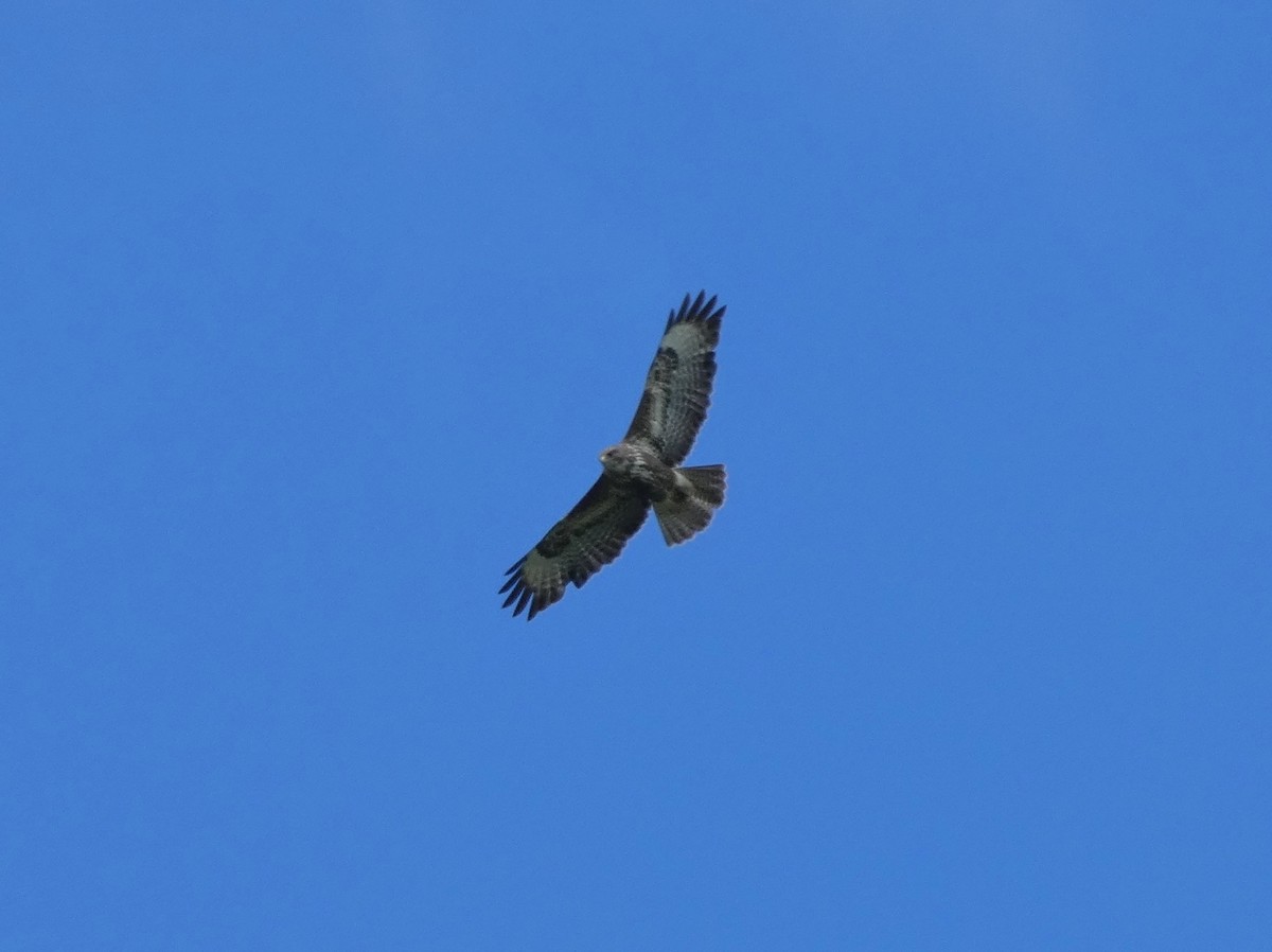 Common Buzzard - ML620596243