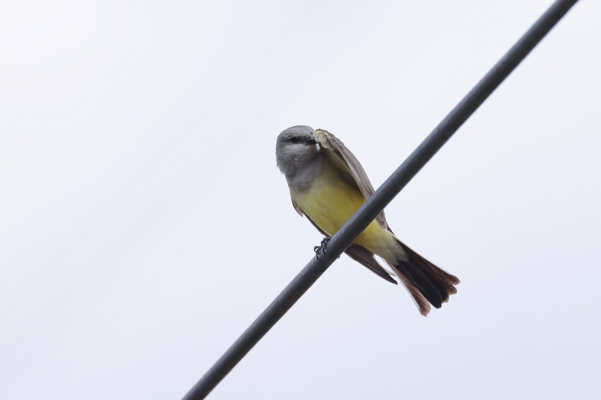 Western Kingbird - ML620596246