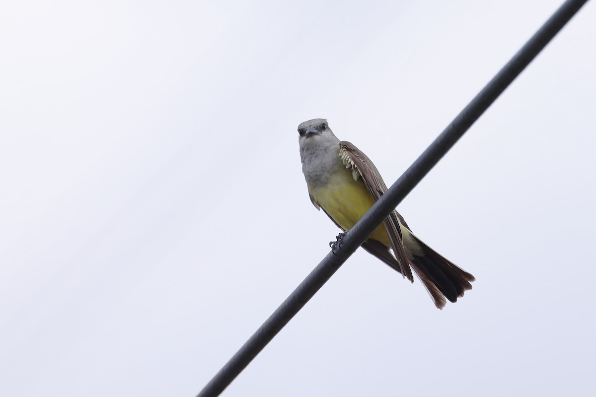 Western Kingbird - ML620596247