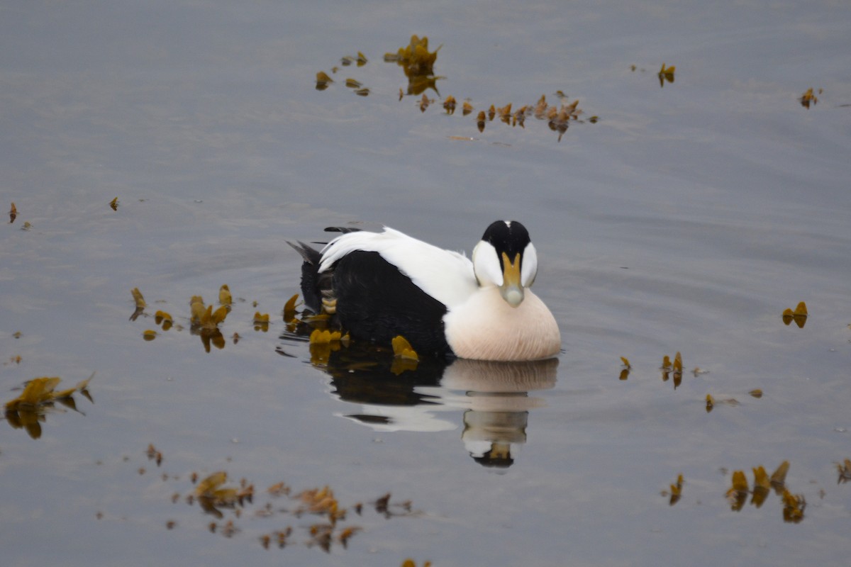 Eider arrunta - ML620596249