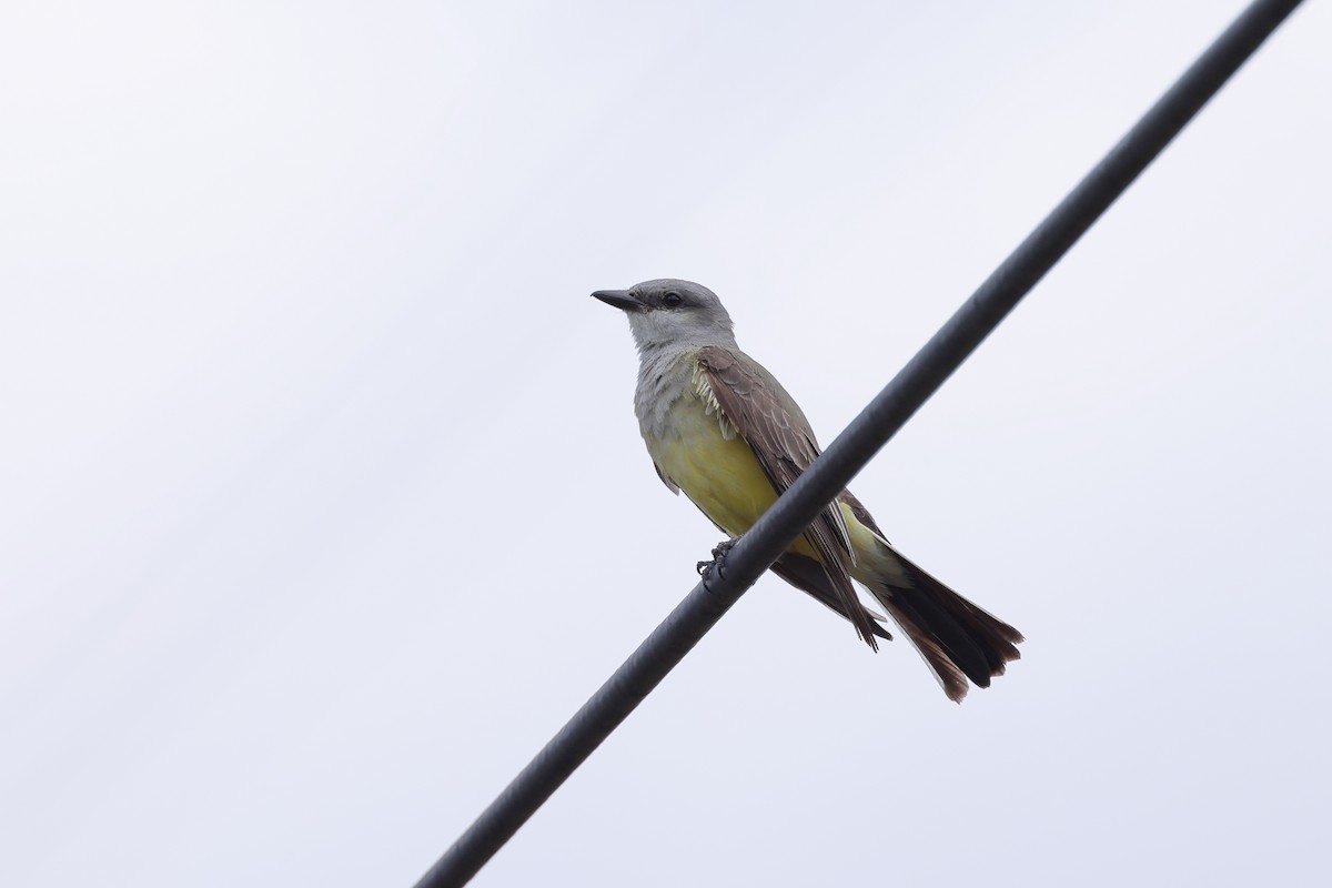 Western Kingbird - ML620596250