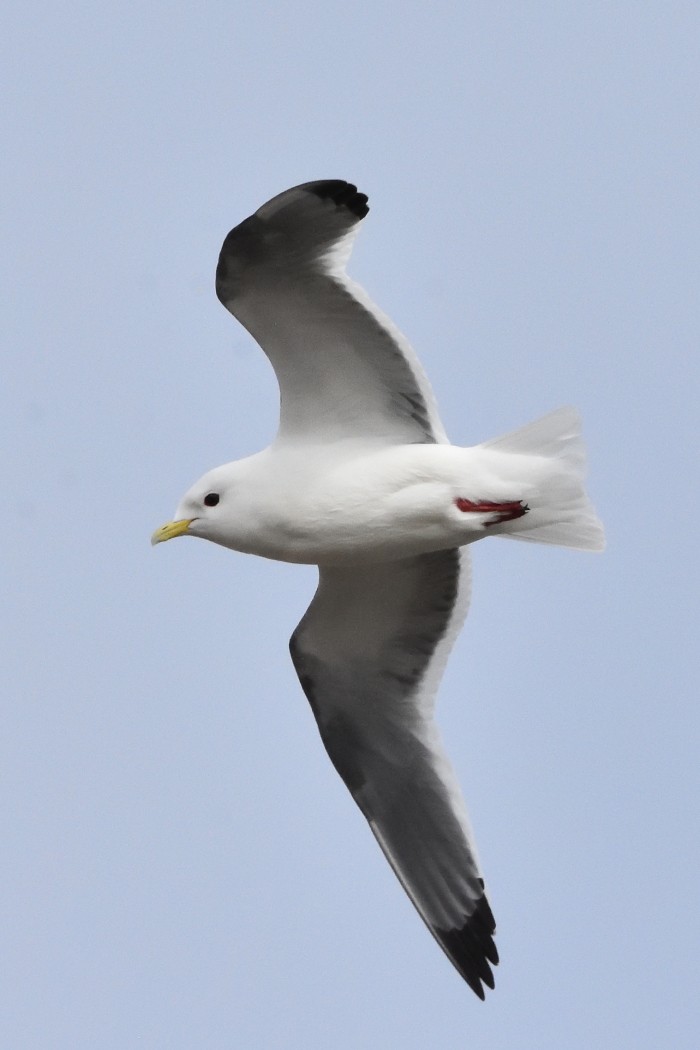 Red-legged Kittiwake - ML620596252