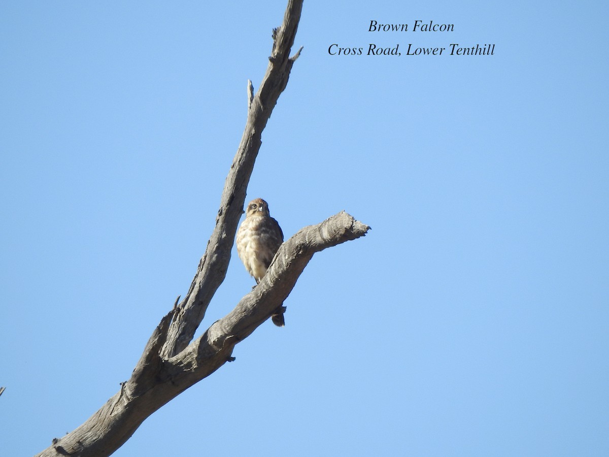 Brown Falcon - ML620596253