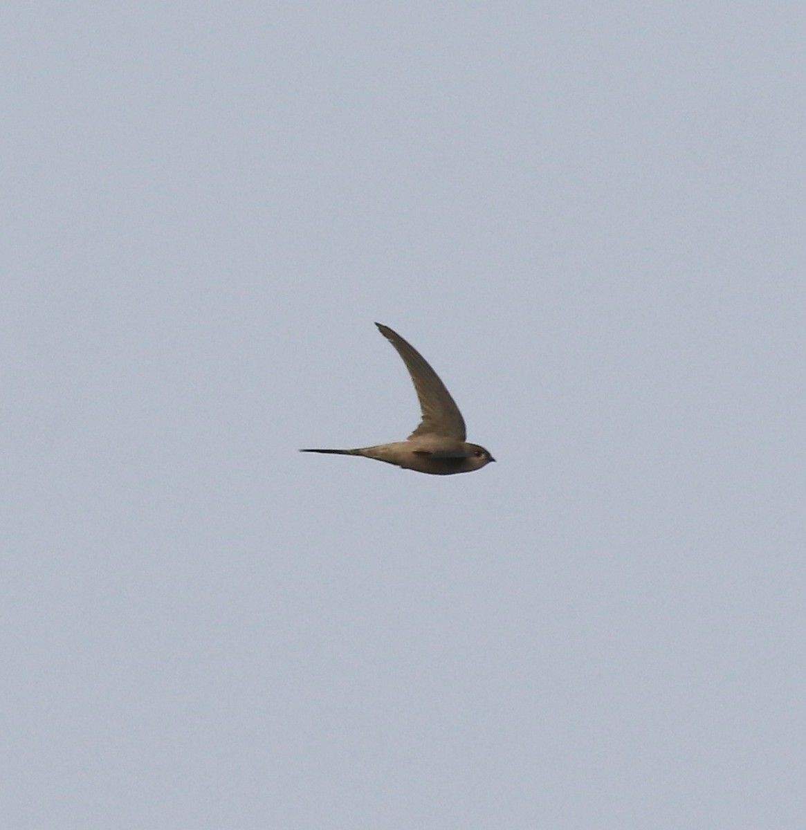 Asian Palm Swift - ML620596254