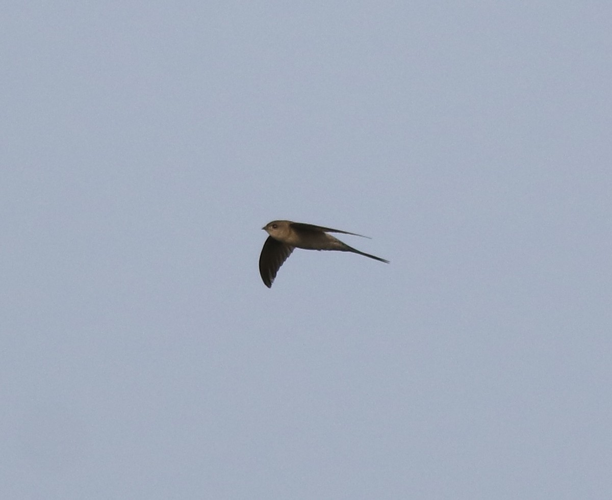 Asian Palm Swift - ML620596257