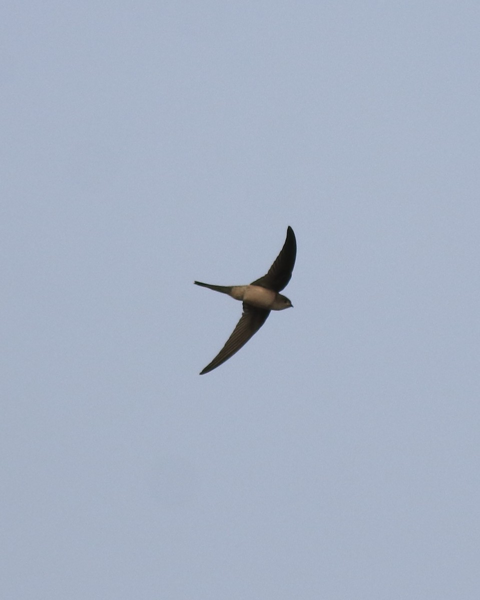 Asian Palm Swift - ML620596260